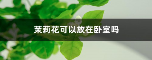 茉莉花可以放在卧室吗