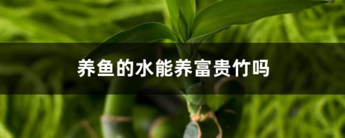 养鱼的水能养富贵竹吗，养鱼的水可以浇花吗