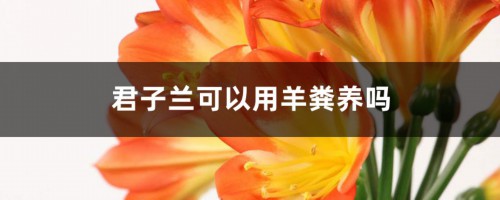 这种“脏东西”，埋土里养君子兰，叶片肥厚开花不夹箭！