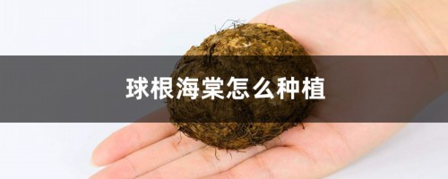 球根海棠怎么种植，用什么土种植