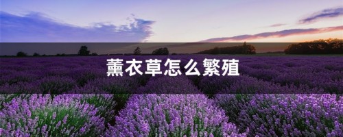 薰衣草怎么繁殖