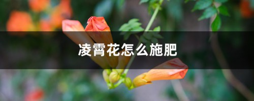 凌霄花怎么施肥